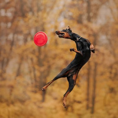 Ormandaki sonbaharda Doberman köpek