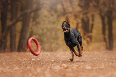 Ormandaki sonbaharda Doberman köpek