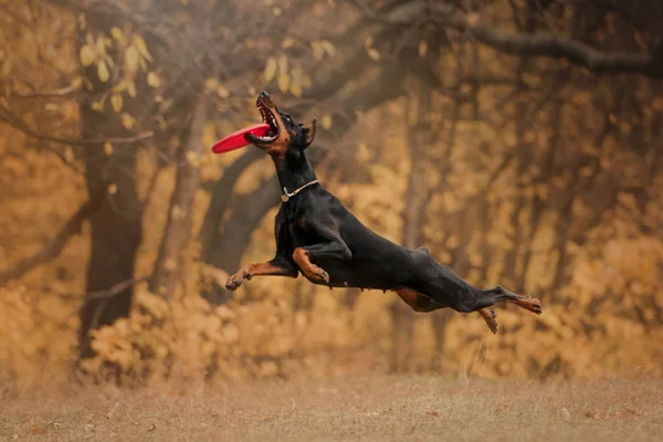 Доберманская собака осенью в лесу — стоковое фото