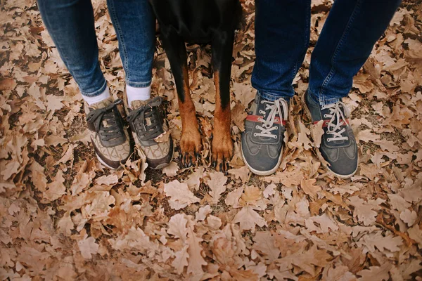 Doberman hund med ägarna i skogen höst — Stockfoto