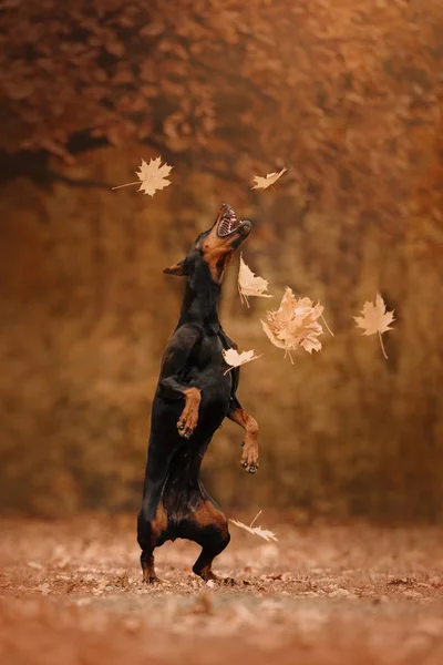 Doberman perro en otoño en el bosque — Foto de Stock