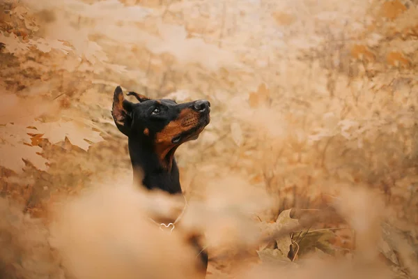Doberman hund i höst i skogen — Stockfoto