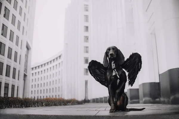 Cão de caça senta-se em um passeio na cidade — Fotografia de Stock