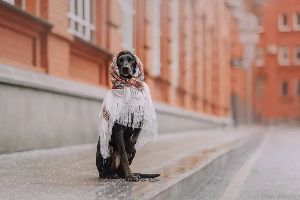 Cão de caça senta-se em um lenço branco — Fotografia de Stock