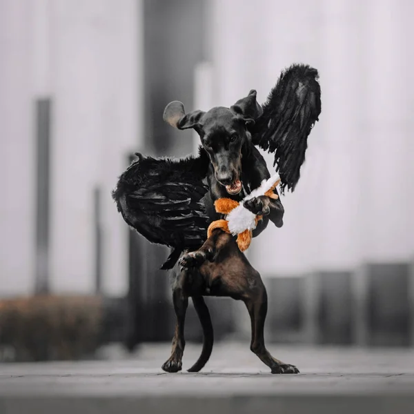Segugio cane demone gioca con un giocattolo — Foto Stock