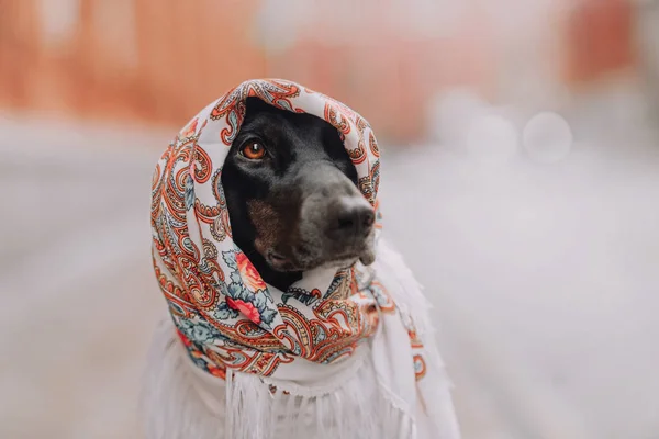 Il cane mastino si siede in una sciarpa — Foto Stock