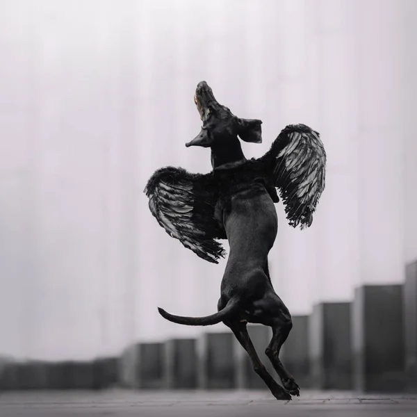 Το κυνηγόσκυλο πηδάει στον αέρα — Φωτογραφία Αρχείου