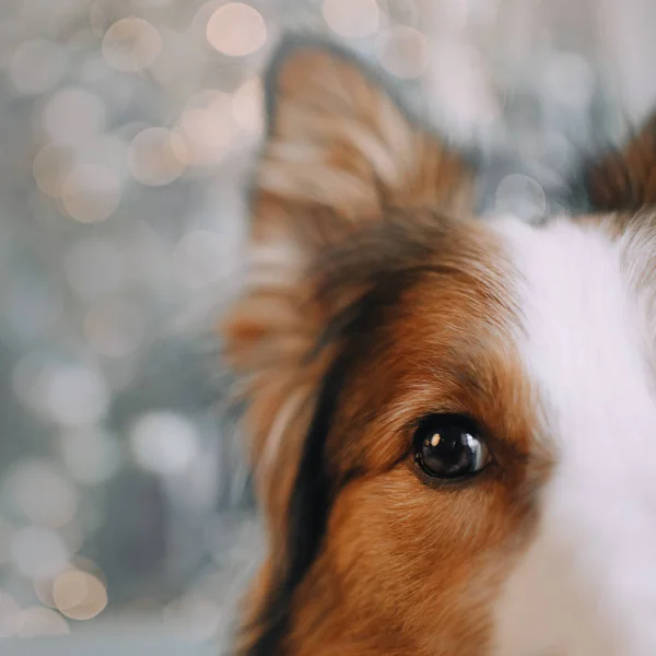 Пограничная колли-собака смотрит в камеру — стоковое фото