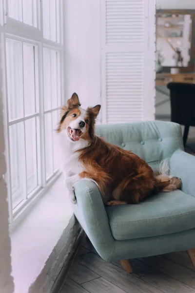 Пограничная колли-собака лежит на диване — стоковое фото