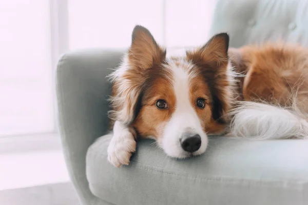 Пограничная колли-собака лежит на диване — стоковое фото