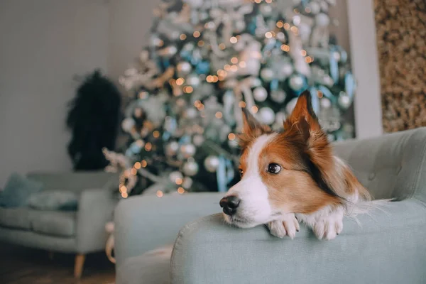 Border Collie jul liggande på soffan — Stockfoto