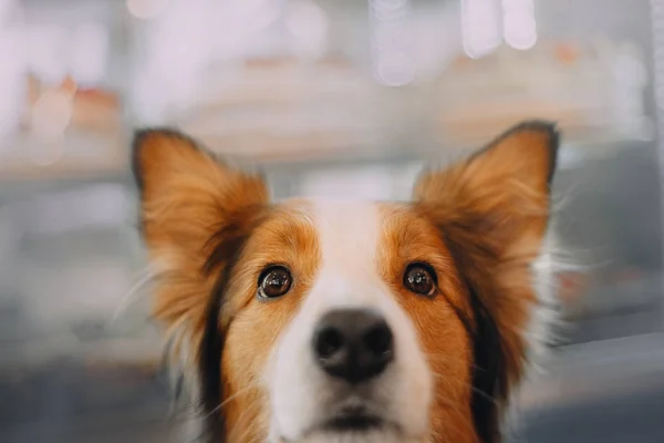Пограничная колли-собака смотрит в камеру — стоковое фото