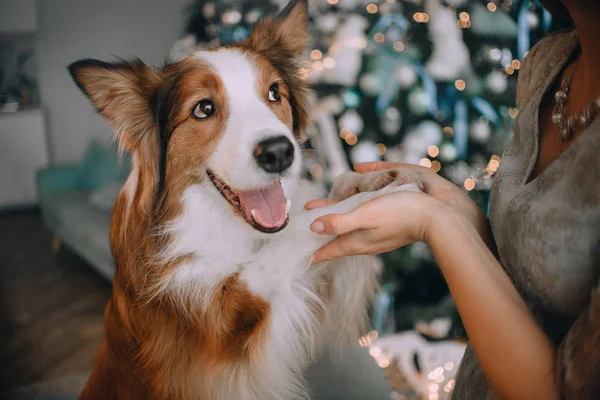 Border Collie puso las patas en las manos —  Fotos de Stock