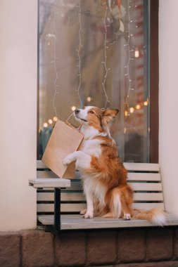 Dişlerinde Border Collie Holding paketi