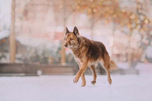 Chocolate dog on the street in winter — Stock Photo, Image