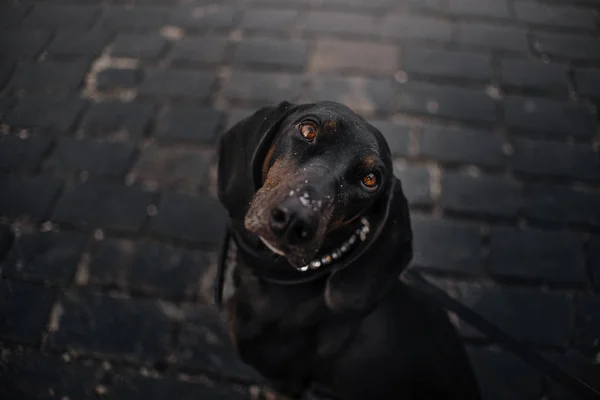 Czarny pies na lub ciemnoszarym tle w mieście — Zdjęcie stockowe