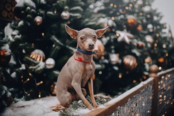 Mały pies na tle ciemnych drzew w mieście — Zdjęcie stockowe