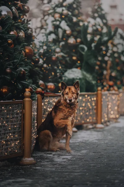 Cão marrom sentado na cidade de Natal — Fotografia de Stock