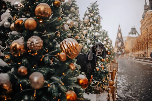 Schwarzer Hund in der Stadt in Weihnachtsdekoration — Stockfoto