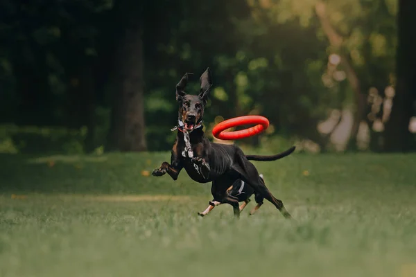 Собака летом в парке — стоковое фото