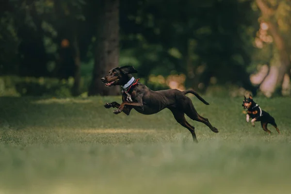 Hound kutya és miniatűr Pinscher móka ugrás sétálni — Stock Fotó