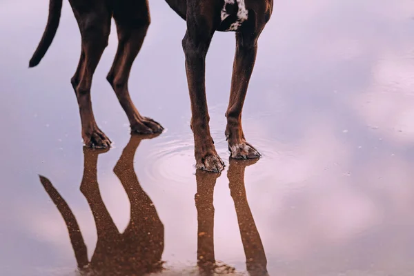 Hound dog stands on the water with reflection — Stock Photo, Image