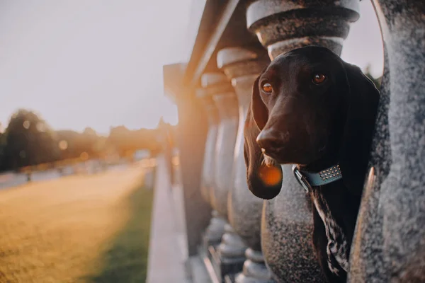 Hund schaut hinter dem Geländer hervor — Stockfoto