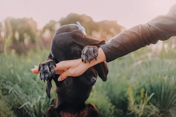 Perro sabueso baja la cabeza entre sus patas — Foto de Stock