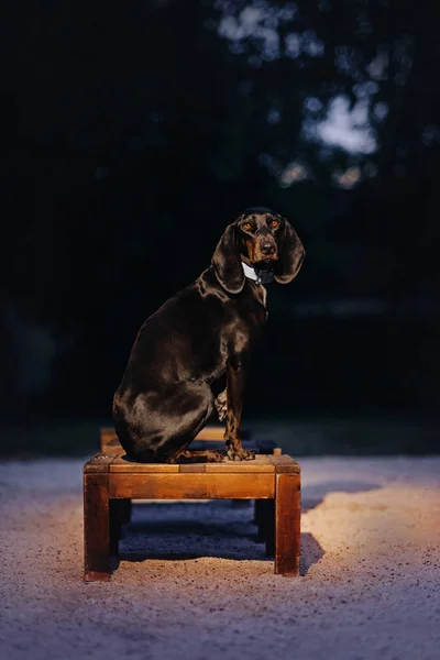 Lonely hotnd cão sentado em um banco — Fotografia de Stock