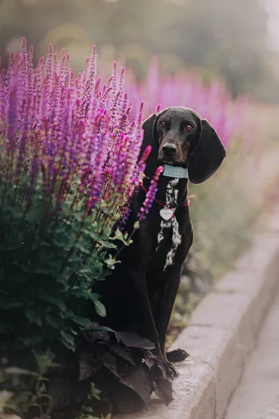 Hound Dog zit in de bloemen van lupine — Stockfoto