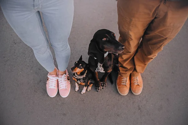 Two dogs walks with the owners and looking at them — Stock Photo, Image