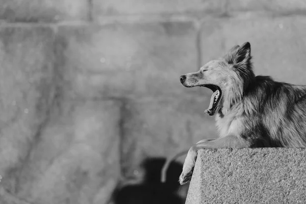 Cão está deitado na rocha e bocejos — Fotografia de Stock