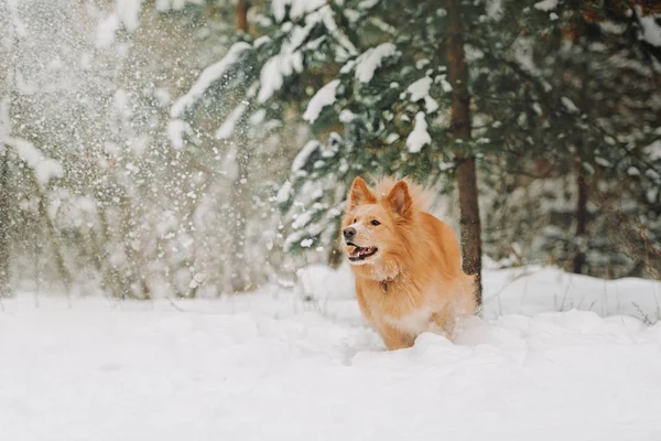 Veselý žlutý pes vede sněhem — Stock fotografie