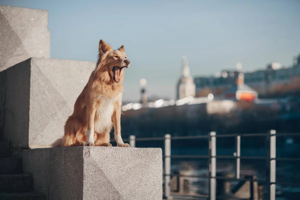 Cão senta-se no degrau e boceja — Fotografia de Stock