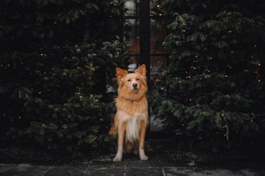 Koyu yeşil arka planda sarı köpek
