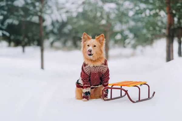 Yellow dog sitting near the sledges in the forest — Stock Photo, Image