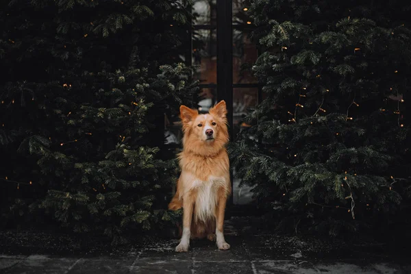 Gul hund på den mörkgröna bakgrunden — Stockfoto