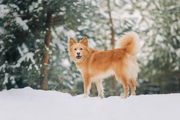 Żółty pies grający w lesie zimą — Zdjęcie stockowe