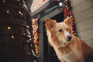 Renkli noel arka plan üzerinde sarı köpek