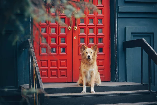 Yellow dog sitting on background of the red doors