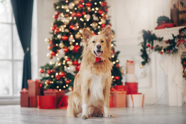 Gula hunden sitter på jul bakgrund — Stockfoto