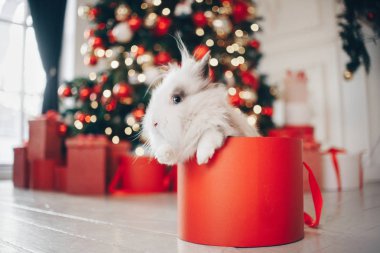 Tavşan yeni yıl arka planda noel hediyesi oturuyor