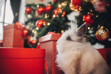 Tavşan noel dekorasyon arka planda oturan
