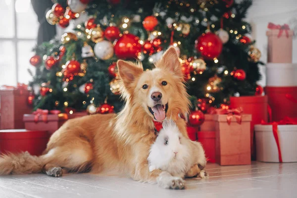 Cane e coniglio sullo sfondo di Natale — Foto Stock