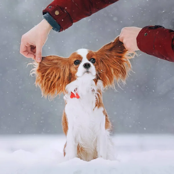 Schattige Cavalier King Charles Spaniel zit in de sneeuw — Stockfoto