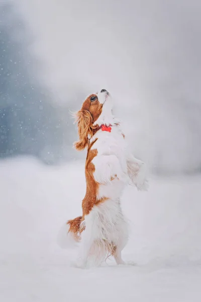 Cavalier king charles spaniel stands on its hind legs — Stock Photo, Image