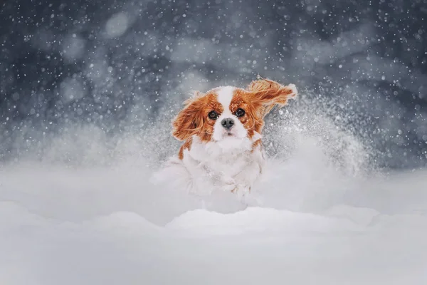 Cavalier re charles spaniel corre nella neve — Foto Stock