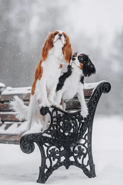 Two dogs posing on the bench in winter — Stock Photo, Image