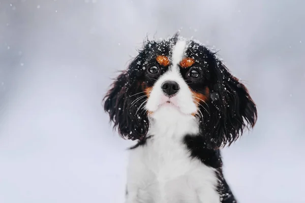 Cavalier King Charles Spaniel สุนัขในการเดินฤดูหนาว — ภาพถ่ายสต็อก