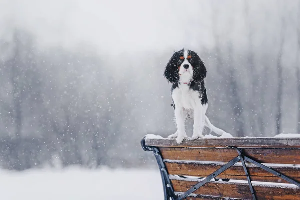 Cavalier král Charles pes kokršpaněl na lavičce — Stock fotografie